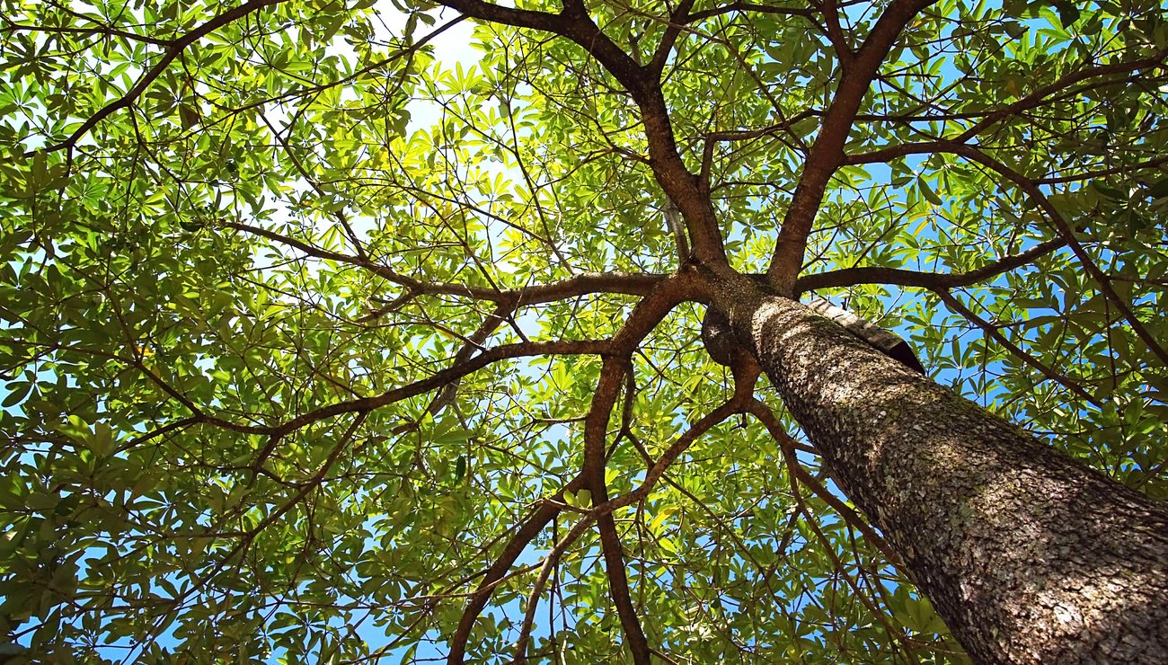 Abonnement 22H22forêt